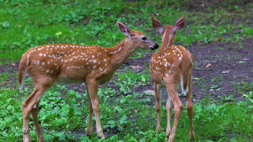 Two spotted whitetail deer fawns standing and licking each other in a dense green forest during early summer in Dunn County, Wisconsin, USA.