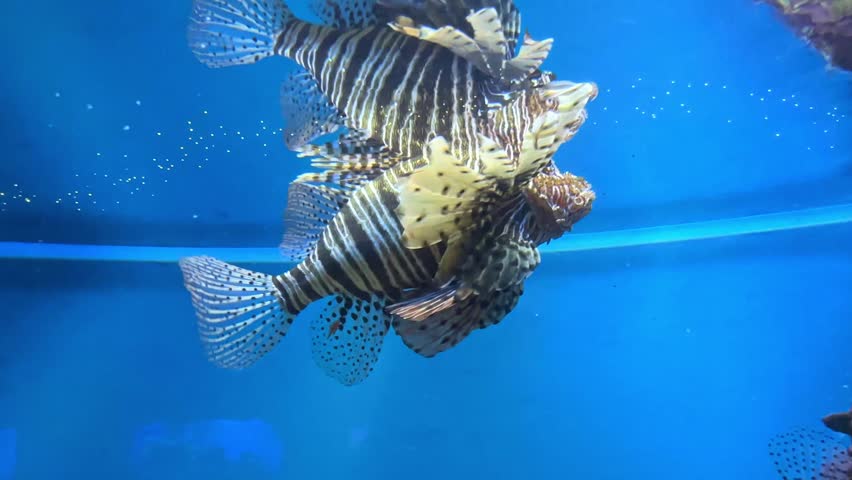 Colorful lionfish swimming gracefully in a clear aquarium with vibrant blue water and bubbles in the background. High quality motion footage