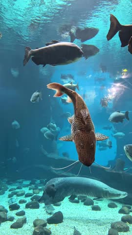 Large striped tiger shovelnose catfish swimming among various fish species in a vibrant aquarium environment with rocks and sand at the bottom. High quality motion footage