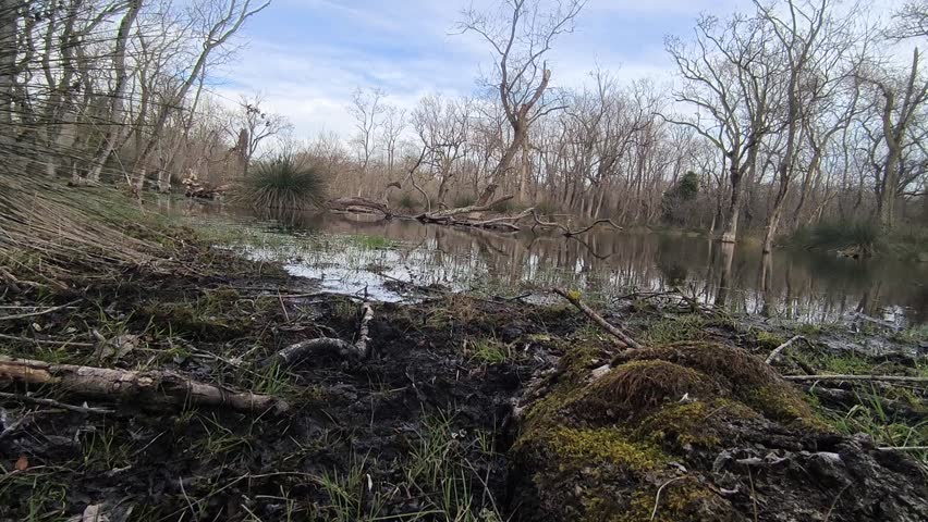 A tranquil scene of a swamp forest with still water reflecting the leafless trees. The natural landscape is calm, with scattered vegetation and logs in the water.