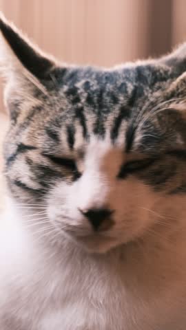Close-Up of Cute Cat Yawning with Adorable Expression