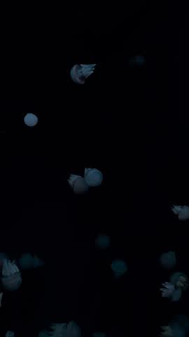 Glowing Jellyfish Floating in a Dark Aquarium | Minimal Underwater Scene