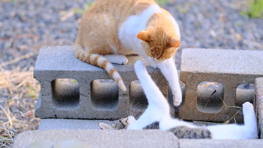 Cute Cats Lying Down Playfully Defending Against Attacks
