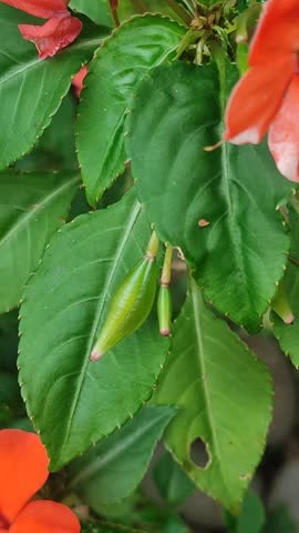 A hand gently presses a touch me not balsam seed pod, causing it to burst open naturally and release its seeds. Ideal for botany, plant biology, education, ecology, and nature documentary footage.