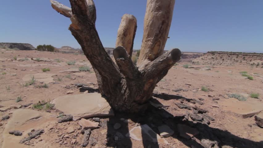 An old dead tree on the edge of a huge desert canyon