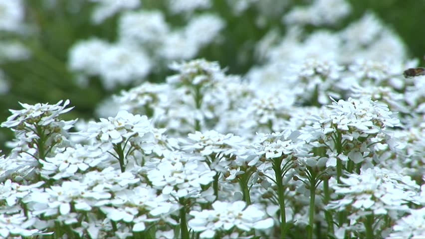 Beautiful white flowers in the field