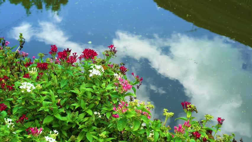 A waterside landscape featuring flowers and a water surface reflecting the sky.