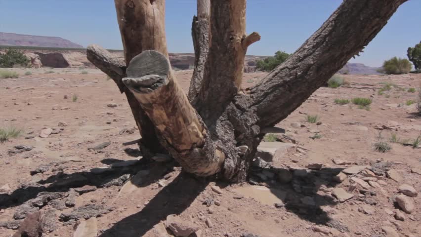 An old dead tree on the edge of a huge desert canyon