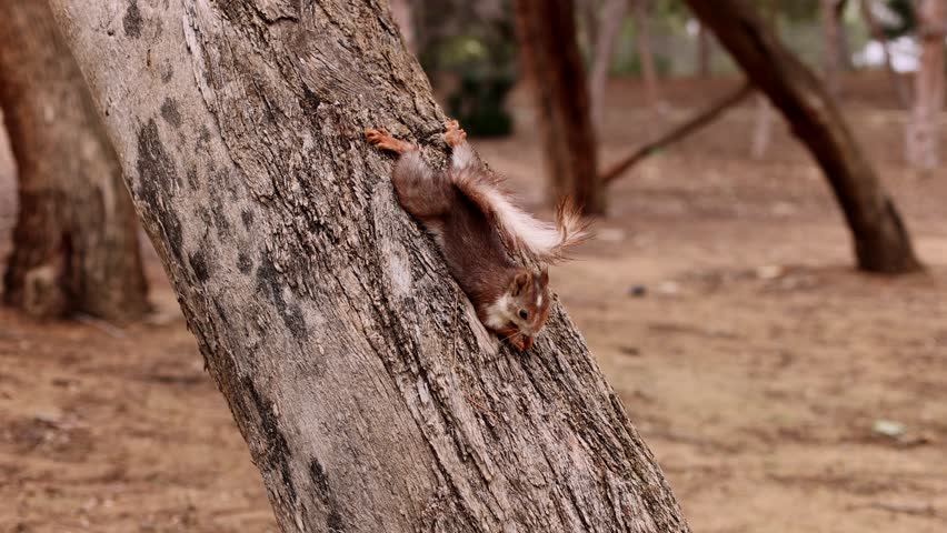 A squirrel is clinging to the bark, holding a nut in its front paws and eating it. 4K.
