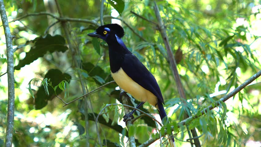 Vibrant plush crested jay (Cyanocorax chrysops ) perching on a tree branch in its natural habitat