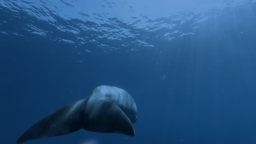 Rear view of a dugong, Dugong dugon, moving very slowly toward the open blue ocean.