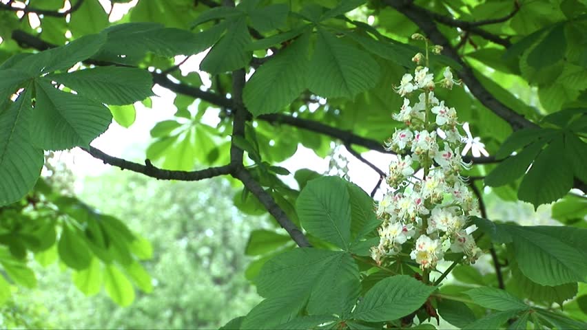 Blossoming chestnut in a garden