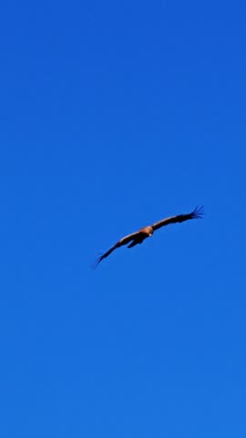 Vertical shot of a likely white-tailed eagle, Haliaeetus albicilla, soaring with spread wings against a clear deep blue sky.