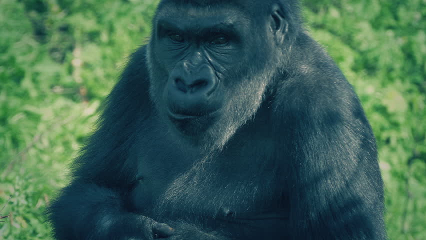 Female Gorilla In The Shade Looks Around And Leaves