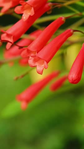 Red Tubular Flowers. Vibrant red Tubular flowers bloom elegantly against a softly blurred green lush background in a serene garden setting.Firecracker fern, fountain bush, coral fountain grass, coral fountain bush, coral fountain grass, firecracker red, named bunga mercun, called pao zhu hong, bao zhang hong,pao zhu hua, huo ding zi, pao zhang zhu,bao zhang zhu, ji xiang cao video taken from Kepala Batas, Penang Malaysia.