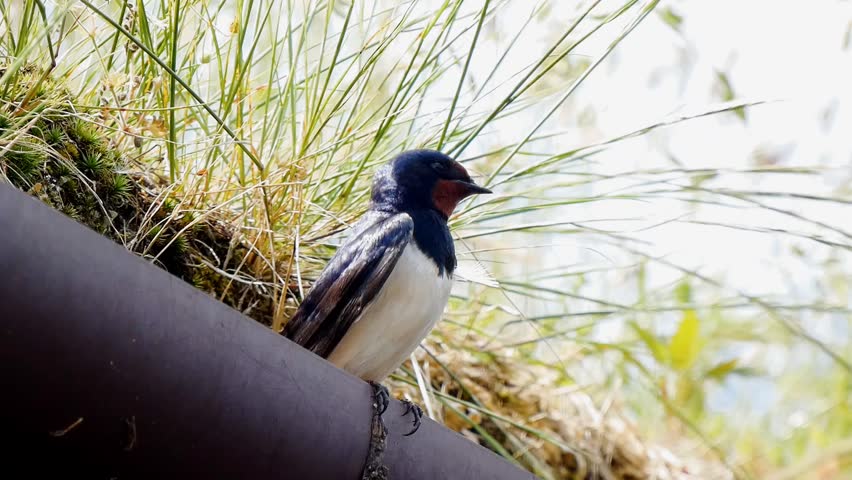 A young swallow perches on black, plastic guttering. The bird is vividly coloured, red, blue and white. It sings from it