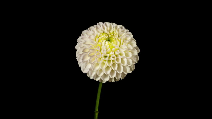 Yellow White Dahlia Flower Wilt in Time Lapse on a Black Background. Pink Plant has Faded in Fast Motion