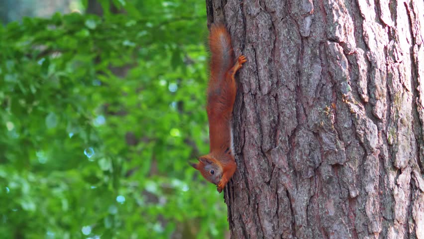 Wild red squirrel hanging upside down on a tree trunk eating in a summer forest