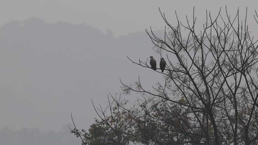 The grey-headed fish eagle (Icthyophaga ichthyaetus) is a fish-eating bird of prey from Southeast Asia.