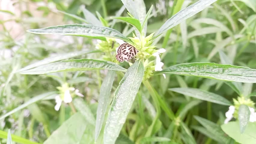 Footage of small spotted butterfly resting on green leaf. Common pierrot butterfly resting on green leaf.