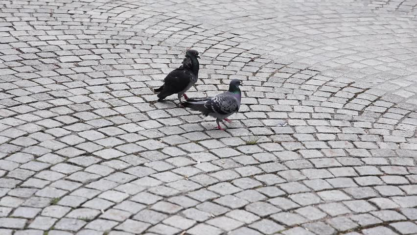 Slow motion footage of two city pigeons strolling together on a patterned cobblestone pavement