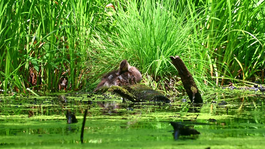 Duckling preening on mossy log in green marsh pond. mandarin duck, Aix galericulata.