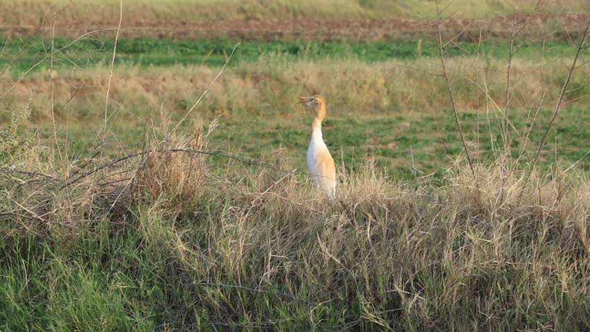 A heron take off and flies over herd of goats and sheep running herd of goats and sheep through green pasture