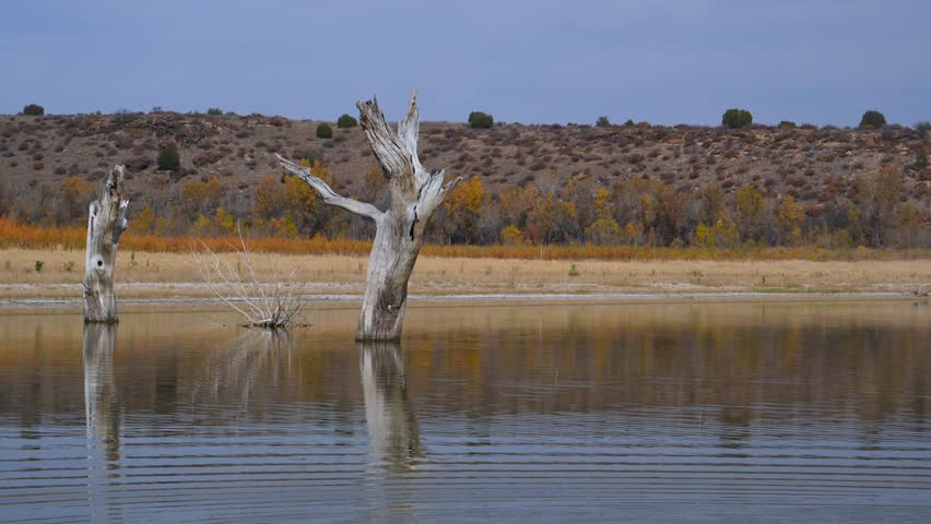 Lake Carl Etling located within Black Mesa State Park in Oklahoma, USA.The scene shows dry, dead trees standing in a desiccating lake, which is a common sight in this area during autumn. Black Mesa State Park, USA 