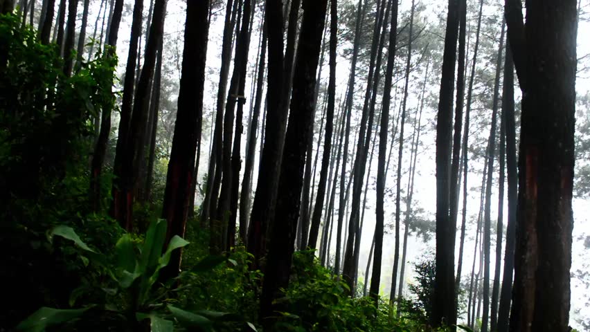 Misty Pine Forest at Early Morning, Enchanted Woodland Atmosphere