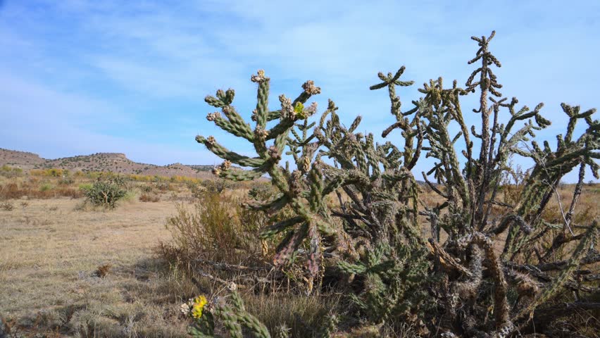 Buckhorn cholla cactus (Cylindropuntia acanthocarpa), a species of cholla cactus native to the deserts of North America. This succulent plant is characterized by its shrubby or tree-like growth form, with densely branched cylindrical stems covered in clusters of sharp, barbed spines. The plant is in bloom and produces yellowish-green to reddish-purple fleshy fruits that often persist throughout the winter.