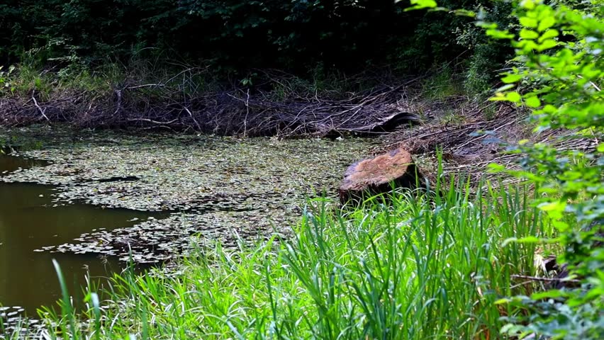 Scenic forest pond with murky greenish water, overgrown with water lilies and surrounded by dense trees. An old wooden stump picturesquely emerges from the water near the shore, creating an atmosphere of wild, untouched nature, peace, and tranquility.