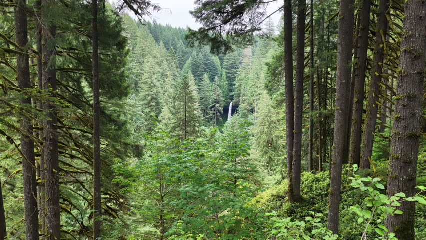 A beautiful waterfall flows out of an extensive forest in Oregon. The scenic Pacific Northwest is known for its many rivers, vast forests, and iconic mountains. 