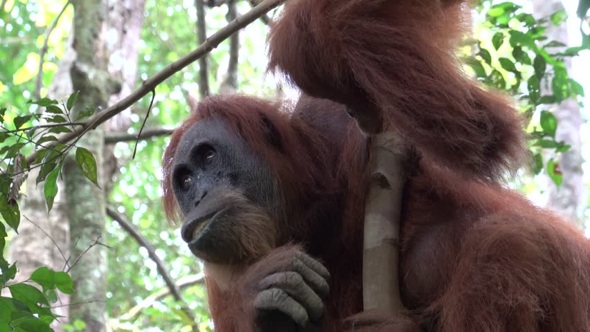 Wild orangutan feeding in rainforest canopy Bukit Lawang Indonesia, great ape primate behavior in natural jungle habitat, endangered species wildlife footage