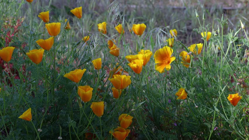 Califonia Poppies on the roadside in the Columbia River Gorge, Oregon.	