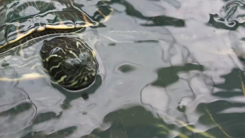 Several small turtles swimming playfully at the surface of murky water, popping their heads out to breathe.