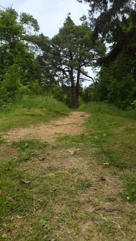 Sandy dirt path leading into green forest with large pine tree. Nature trail, hiking path, summer scenery, rural landscape, outdoor recreation.