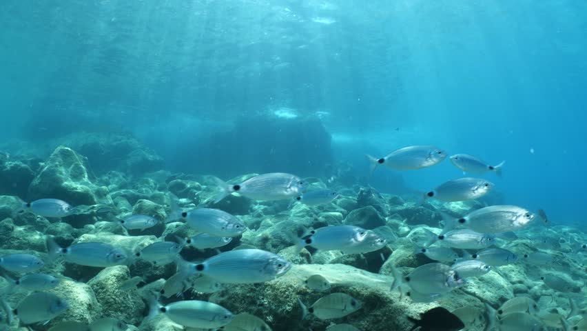 underwater fish scenery from mediterranean  sea breams ocean scenery underwater landscape seabreams Diplodus sargus
