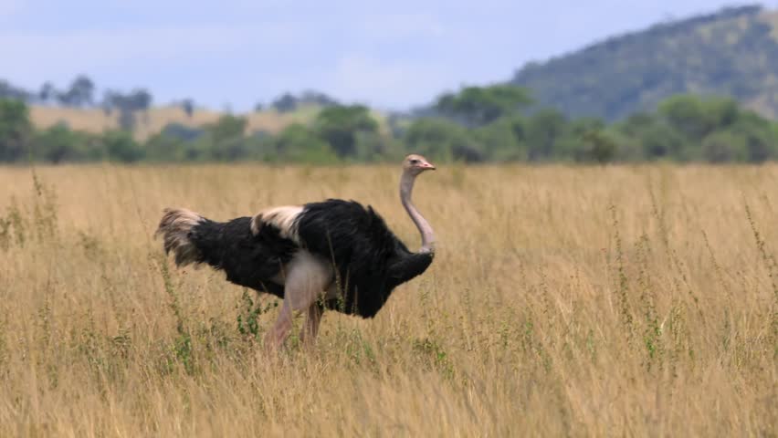 Wild male ostrich walking and eating in the tall grass of an African nature reserve.