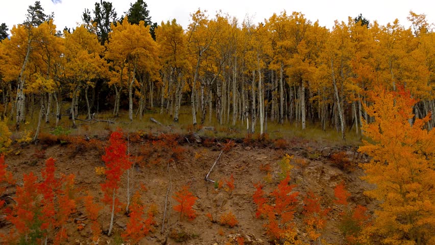 Picturesque view of a mountainside covered with beautiful aspen trees in peak fall color in Colorado.