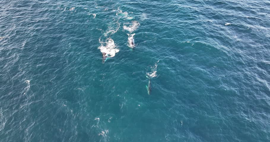 Top down aerial views of Humpback Whales swimming and breaching in shallow waters off the coast of northern New South Wales