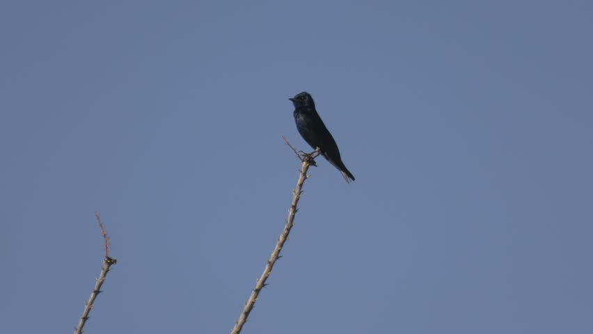 Male Purple Martin Perched on Ocotillo Beneath Blue Sky in Arizona