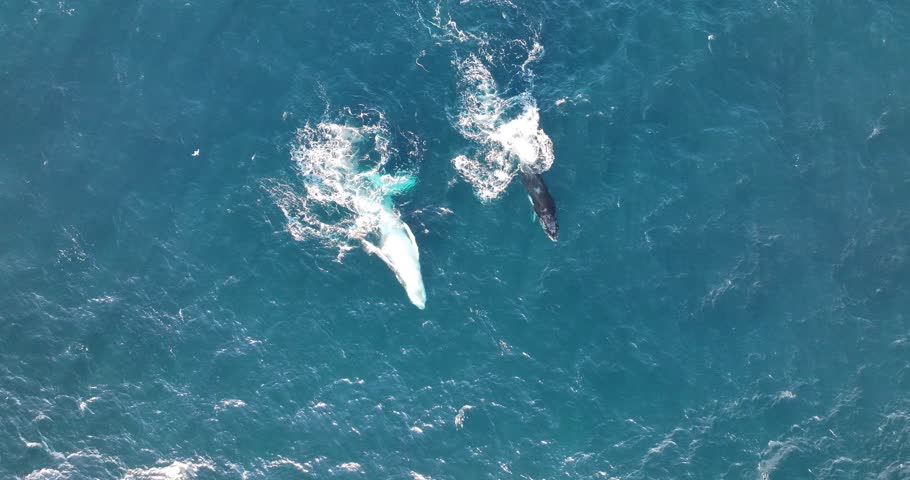 Top down aerial views of Humpback Whales swimming and breaching in shallow waters off the coast of northern New South Wales