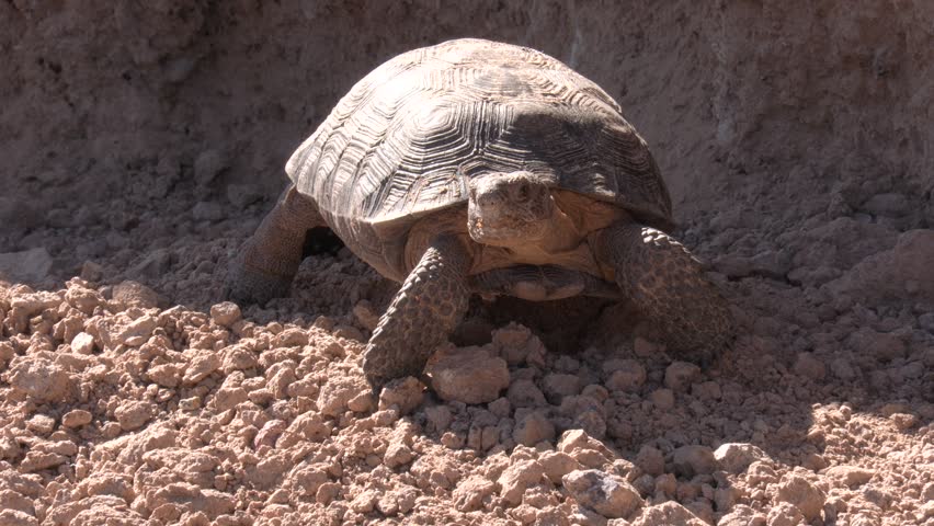 Sonoran Desert Tortoise Looking Around in Arizona Summer