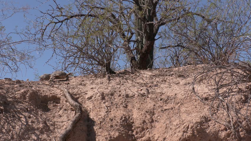 Sonoran Desert Tortoise Walking in Tucson Mountain Regional Park Arizona