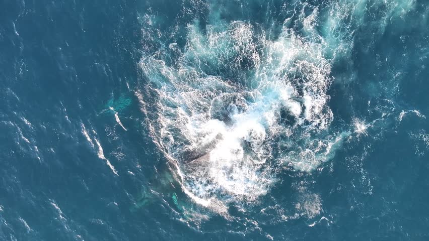 Top down aerial views of Humpback Whales swimming and breaching in shallow waters off the coast of northern New South Wales