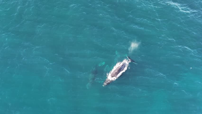 Top down aerial views of Humpback Whales swimming and breaching in shallow waters off the coast of northern New South Wales