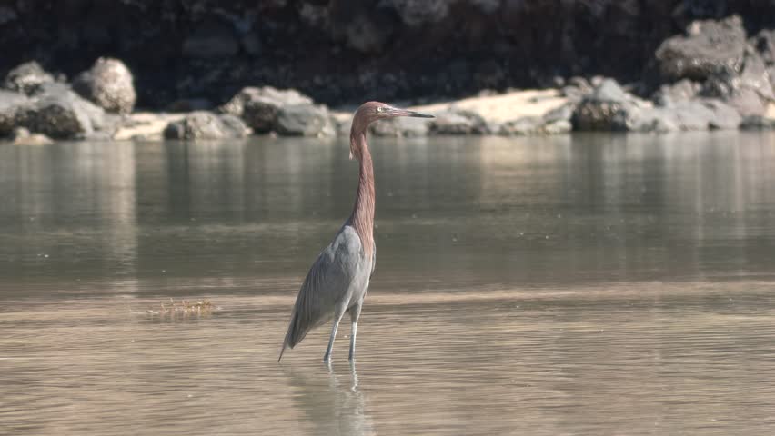 Reddish Egret Standing in Shallow Water on Baja Peninsula Mexico