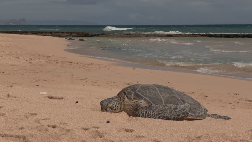 Green Sea Turtle Resting on Beach in Maui Hawaii