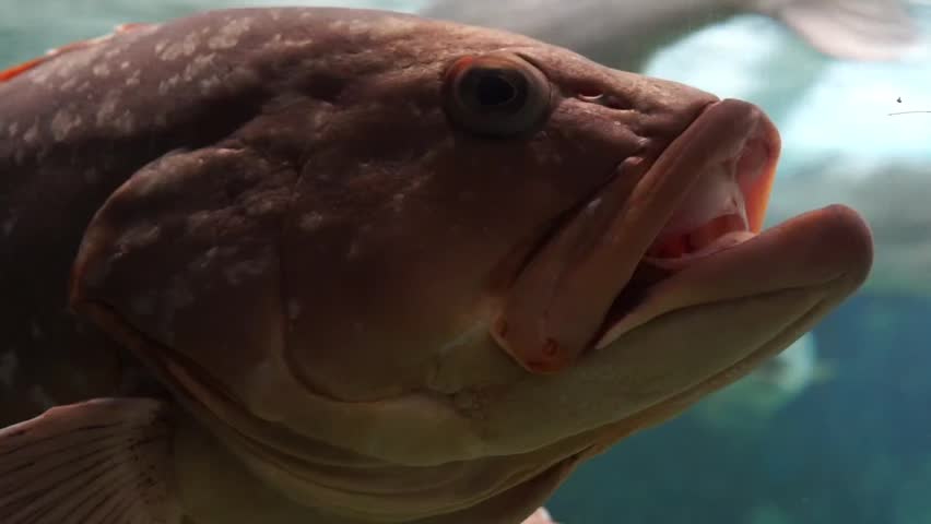 Extreme close-up shot focusing on the eye, skin texture, and face of a massive grouper fish resting underwater.
