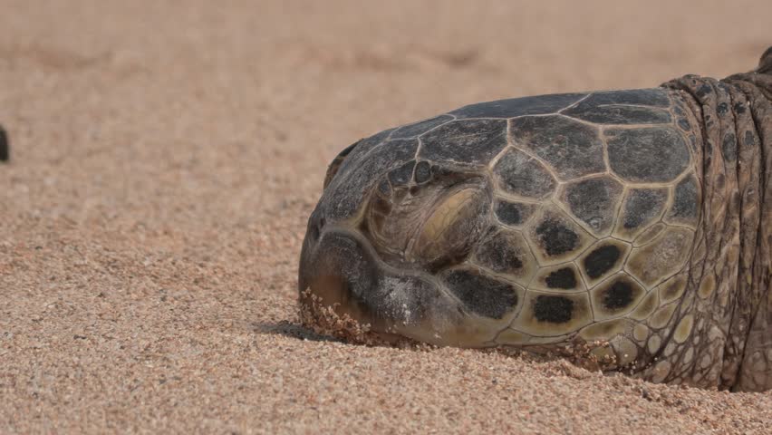 Green Sea Turtles Resting on Maui Beach in Hawaii